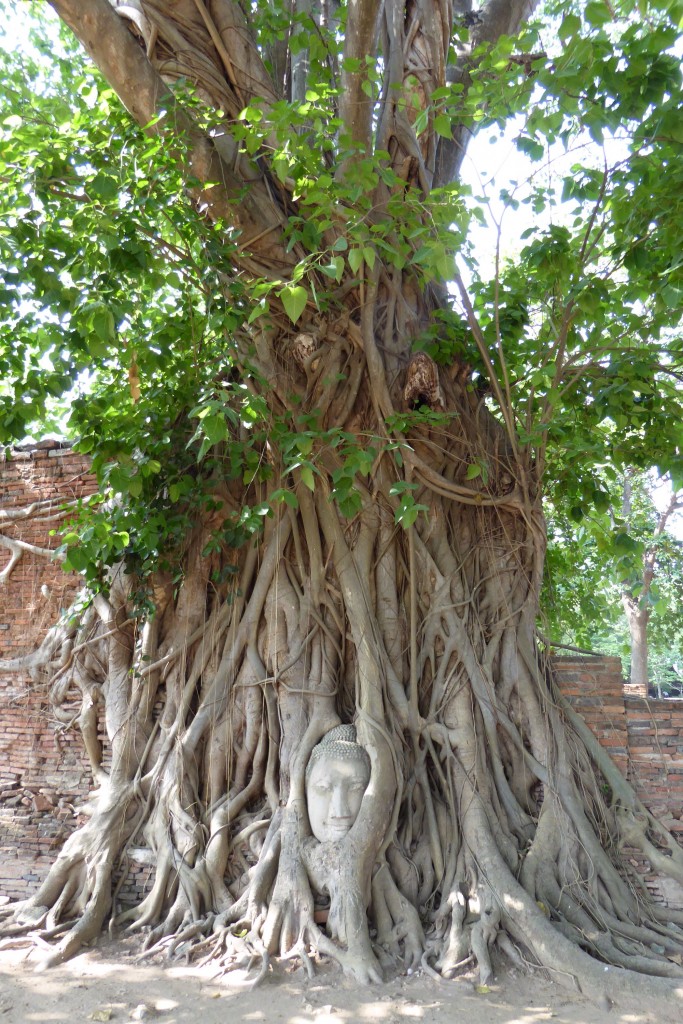 Cabeça do Buda numa árvore em Wat Mahatat, Ayutthaya