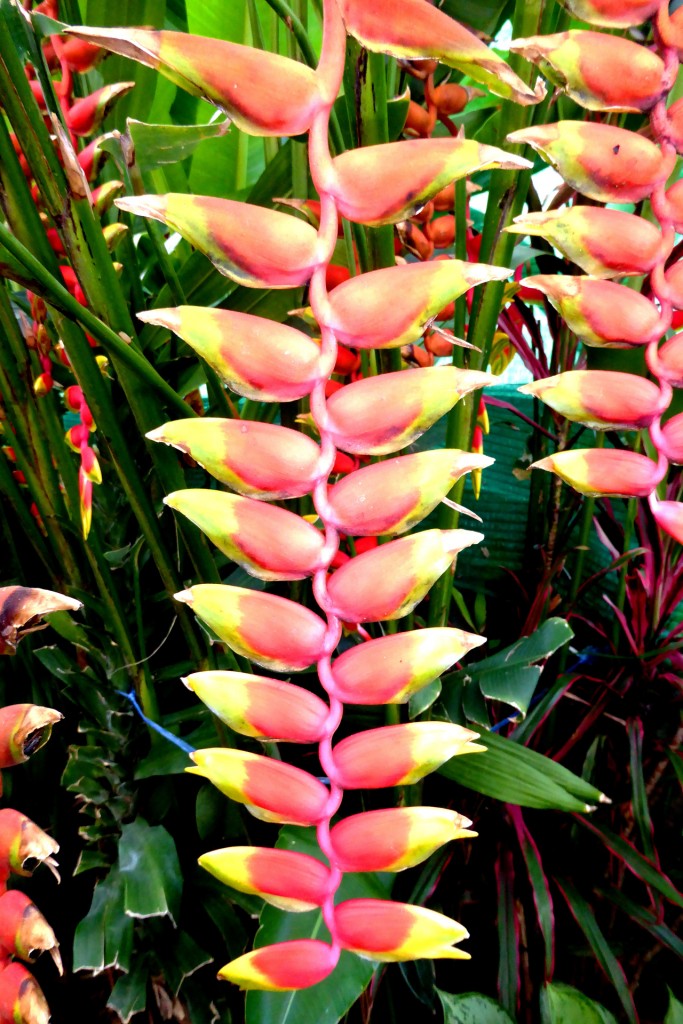 Helicônia Rostrata - Flor Tropical na Tailândia