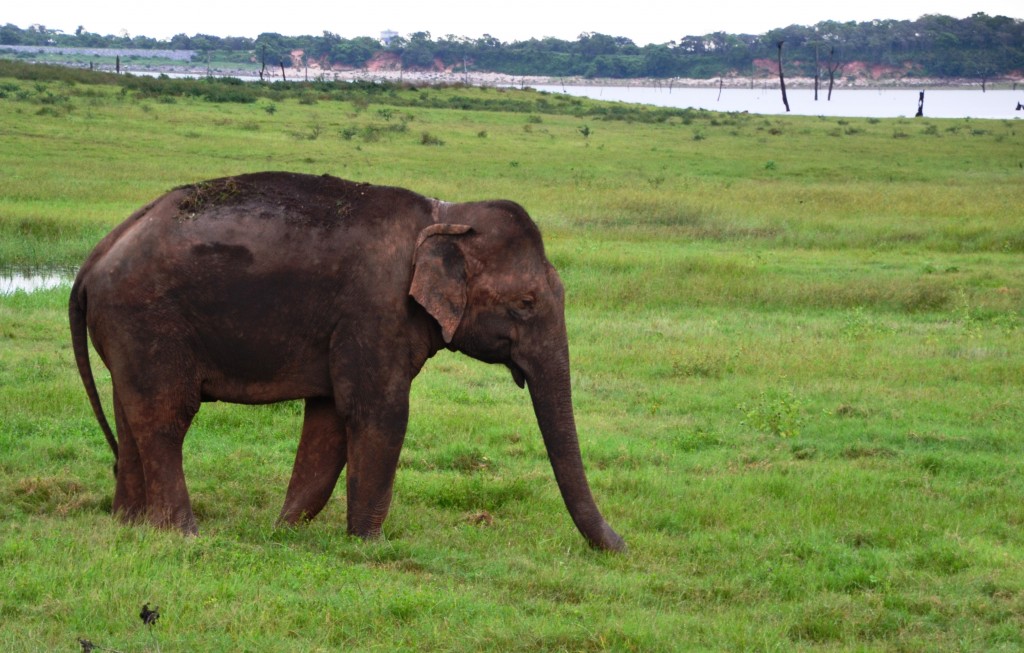 Kaudulla National Park, um elefante no Sri Lanka