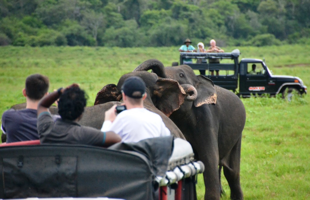 Elefantes e turistas no Kaudulla National Park no Sri Lanka