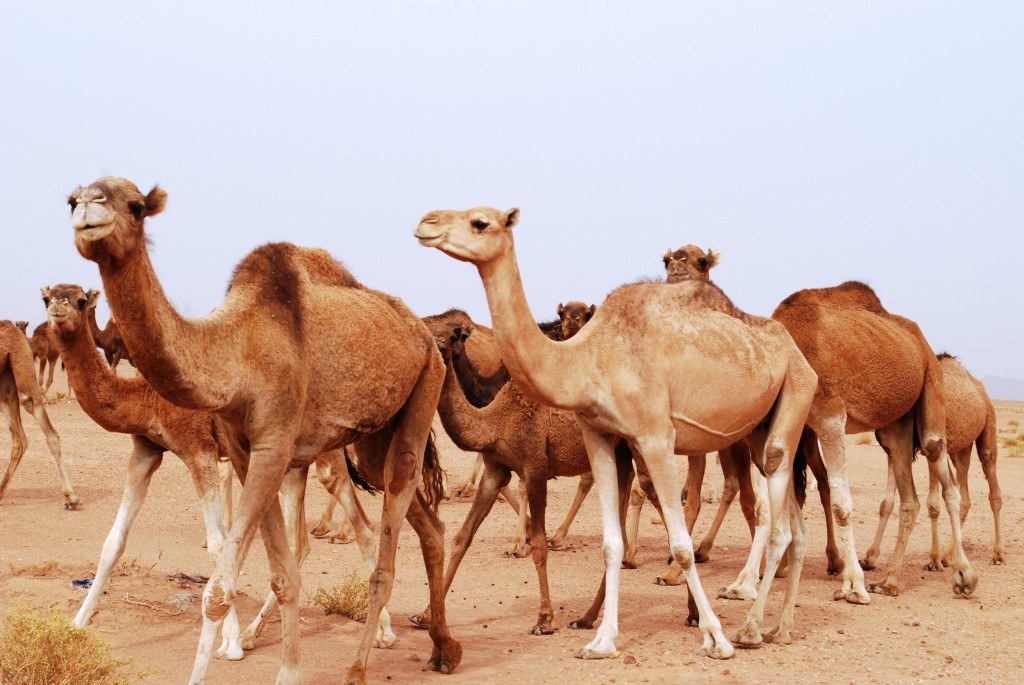 Dromedarios em migração pelo deserto do Sahara, Marrocos