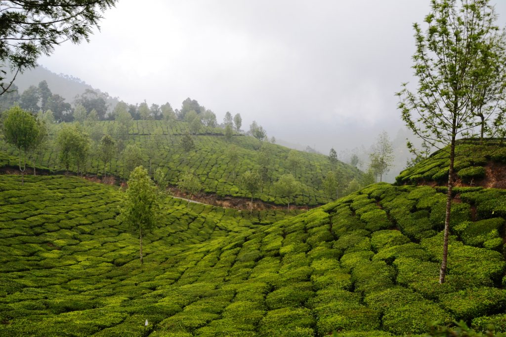 Plantações de chá em Munnar, Sul da Índia