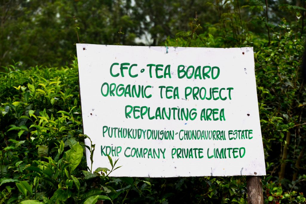 Plantações de chá em Munnar, Sul da Índia