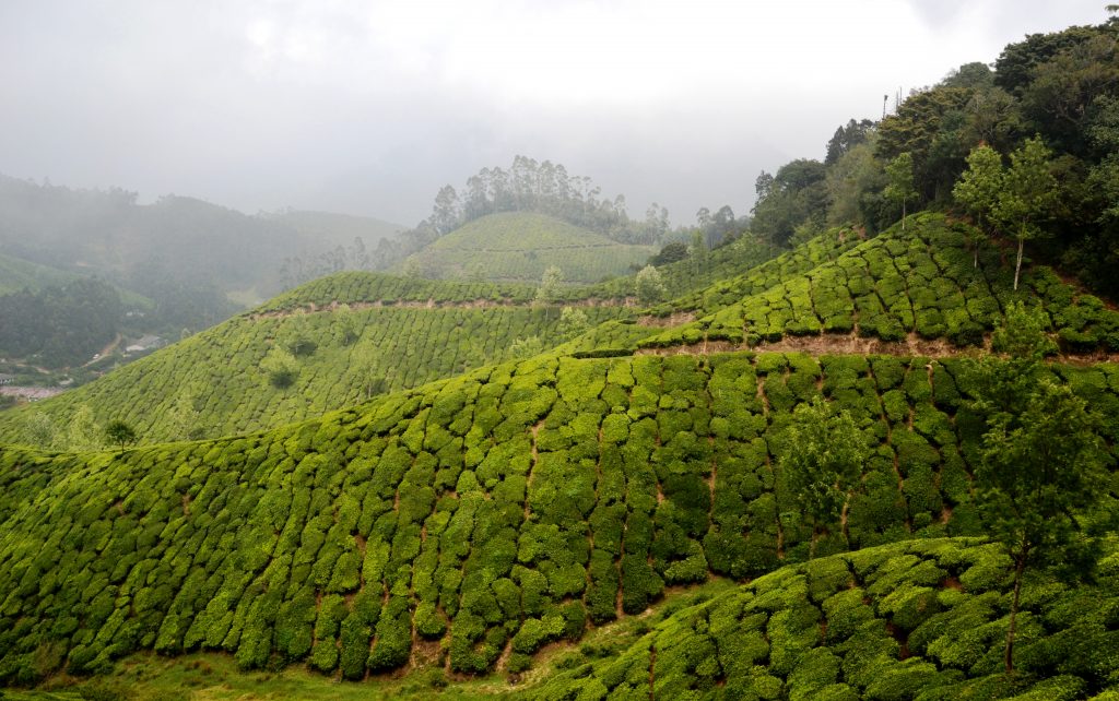 Plantações de chá em Munnar, Sul da Índia